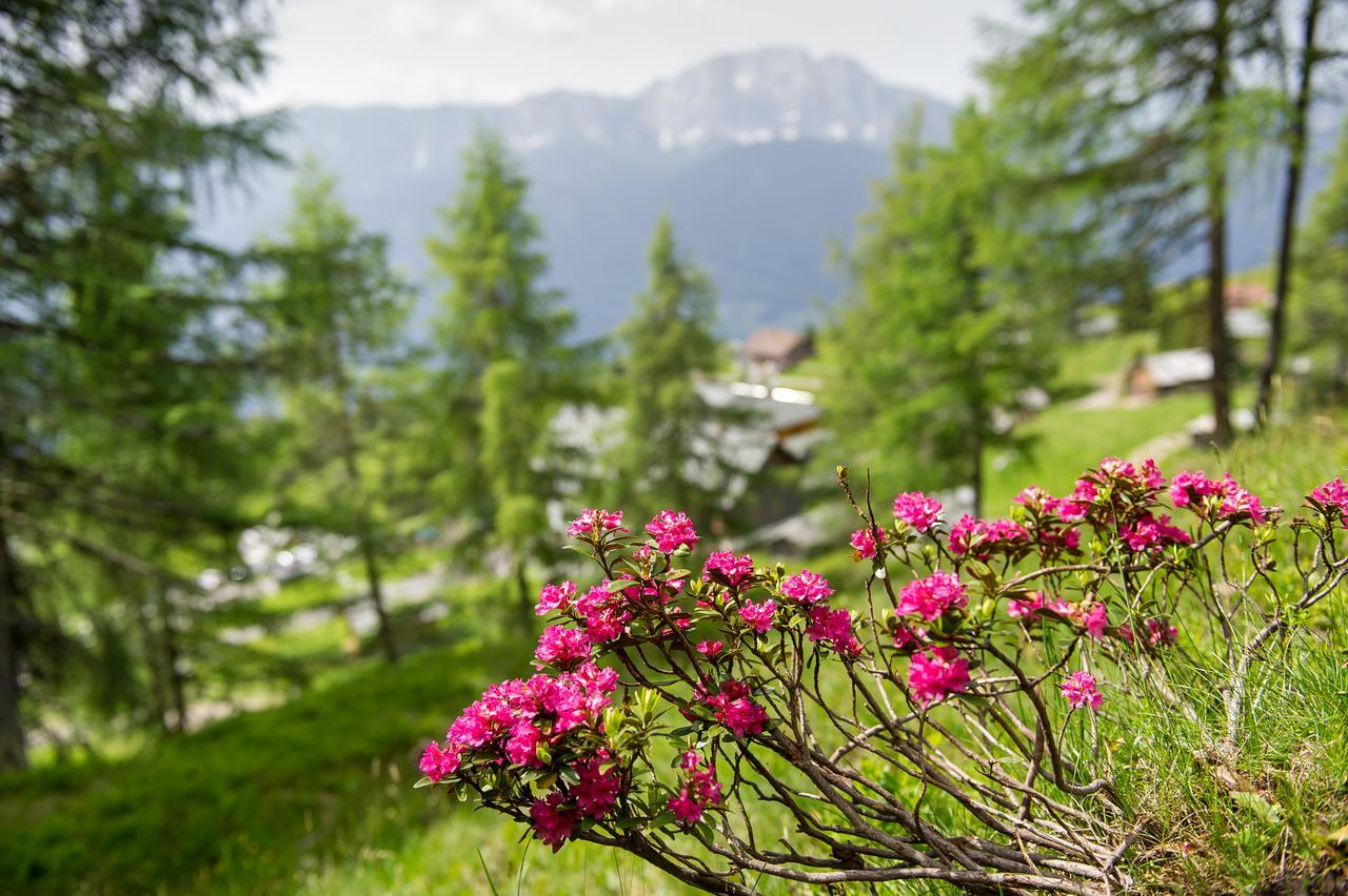 Sattleggers Alpenhof&feriensternwarte 3* Greifenburg